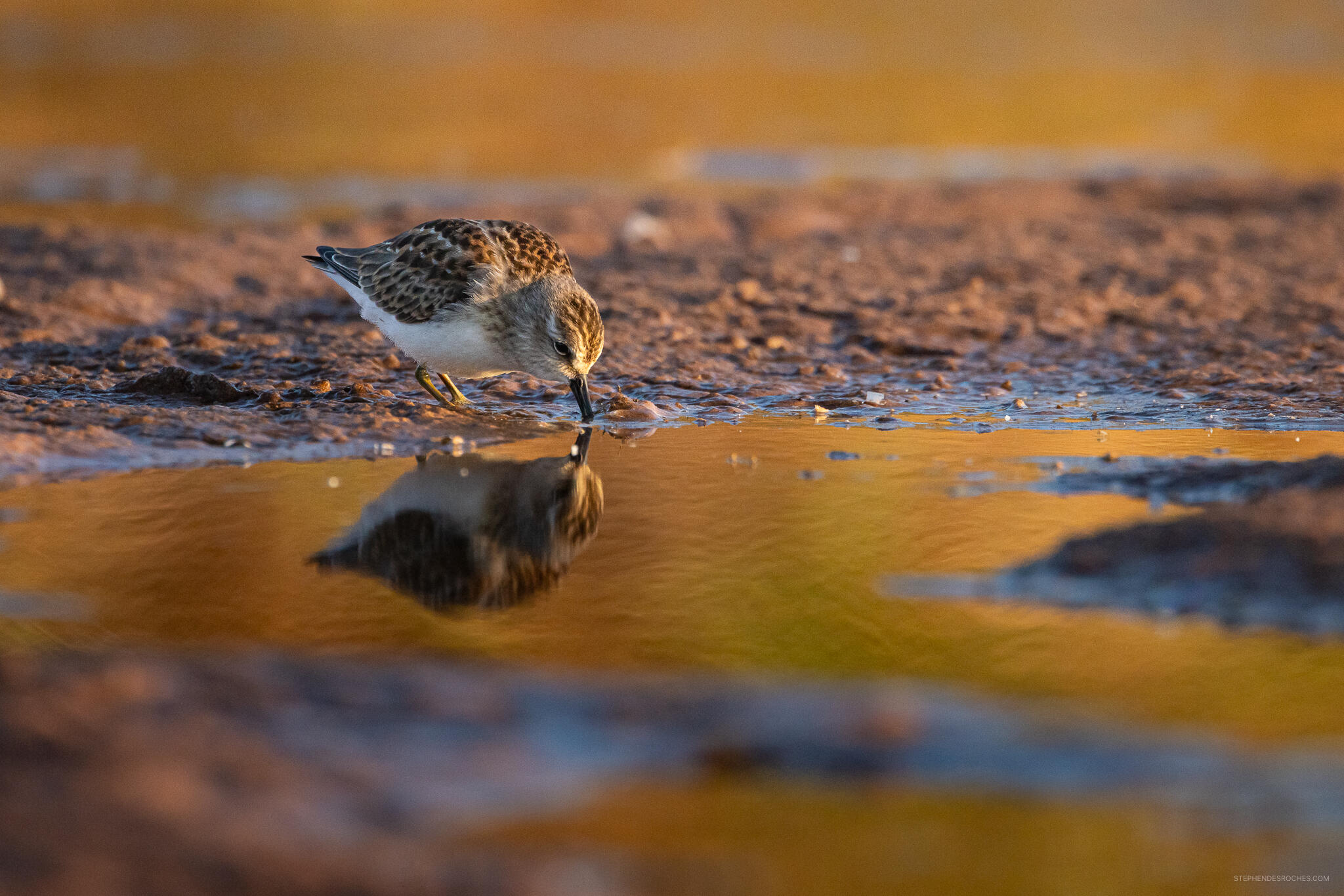 Prince Edward Island Shore Birds Prince Edward Island Shore Birds